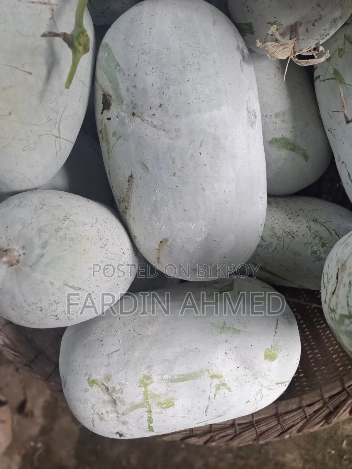 Pumpkin for making vori (stuffing) [Small, medium, large] 3 sizes available