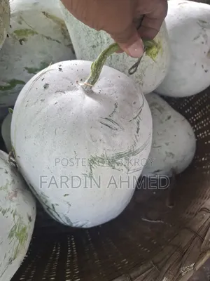 Pumpkin for making vori (stuffing) [Small, medium, large] 3 sizes available