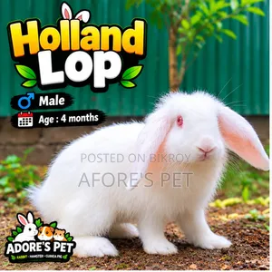 Holland Lop Male