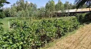 Land for Sale in Sitakunda