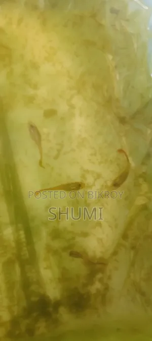 মিক্সড গাপ্পি. হাই কোয়ালিটি.