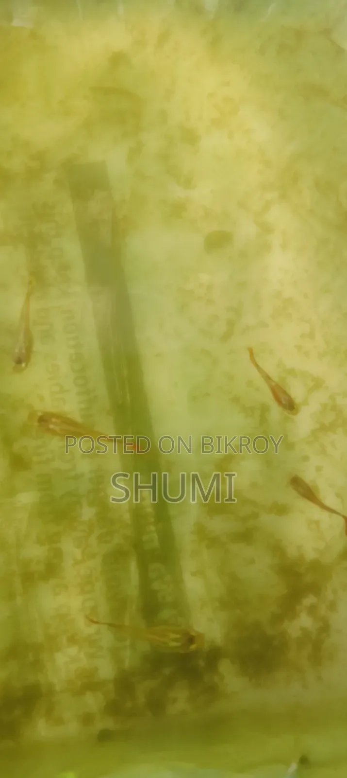 মিক্সড গাপ্পি. হাই কোয়ালিটি.