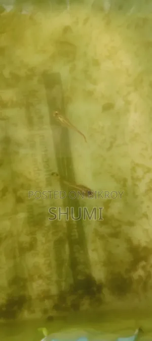 মিক্সড গাপ্পি. হাই কোয়ালিটি.