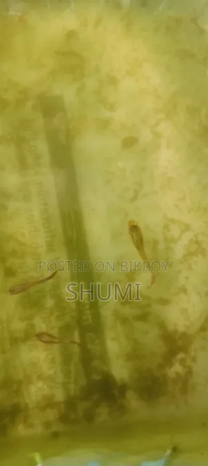 মিক্সড গাপ্পি. হাই কোয়ালিটি.