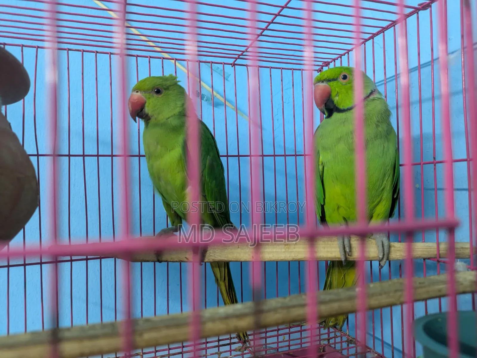 Rose-Ringed Parakeet