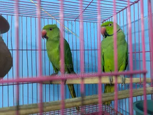 Rose-Ringed Parakeet