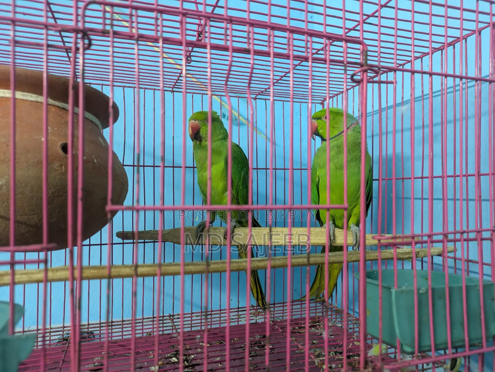 Rose-Ringed Parakeet