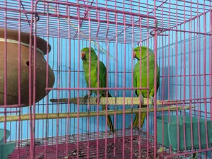Rose-Ringed Parakeet