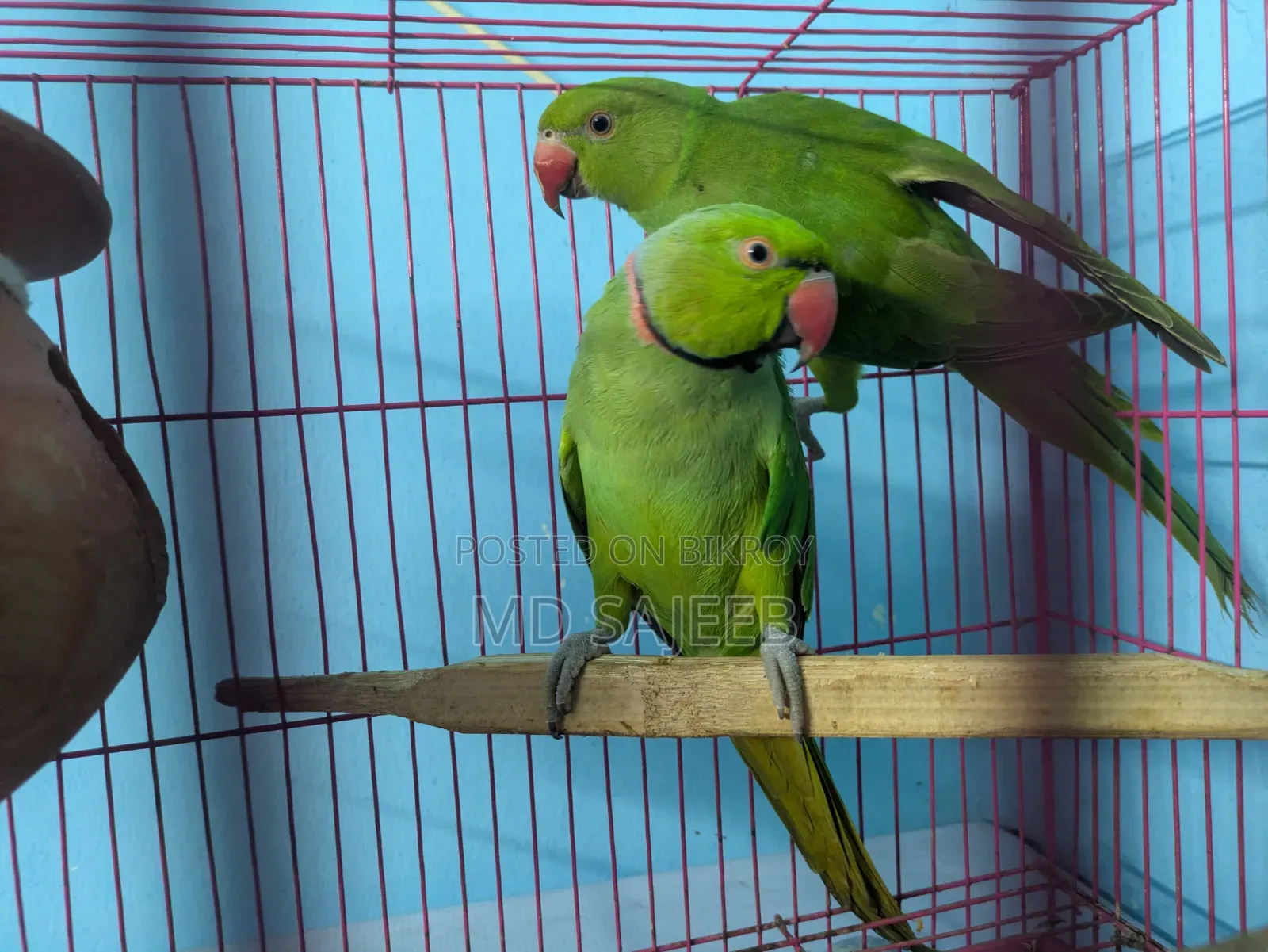 Rose-Ringed Parakeet