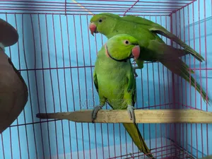 Rose-Ringed Parakeet