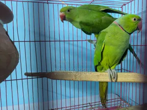 Rose-Ringed Parakeet