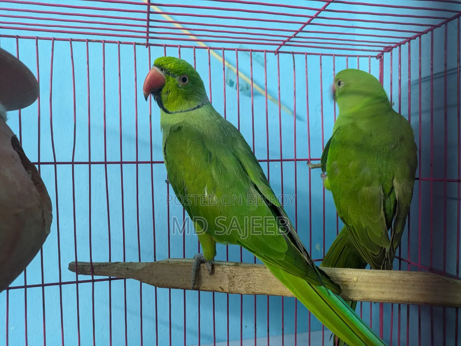 Rose-Ringed Parakeet