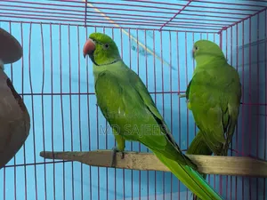 Rose-Ringed Parakeet