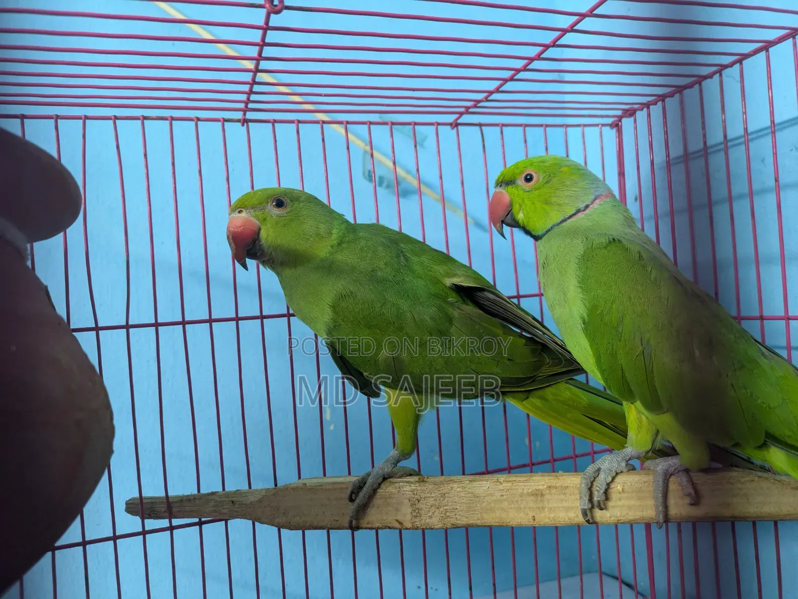 Rose-Ringed Parakeet