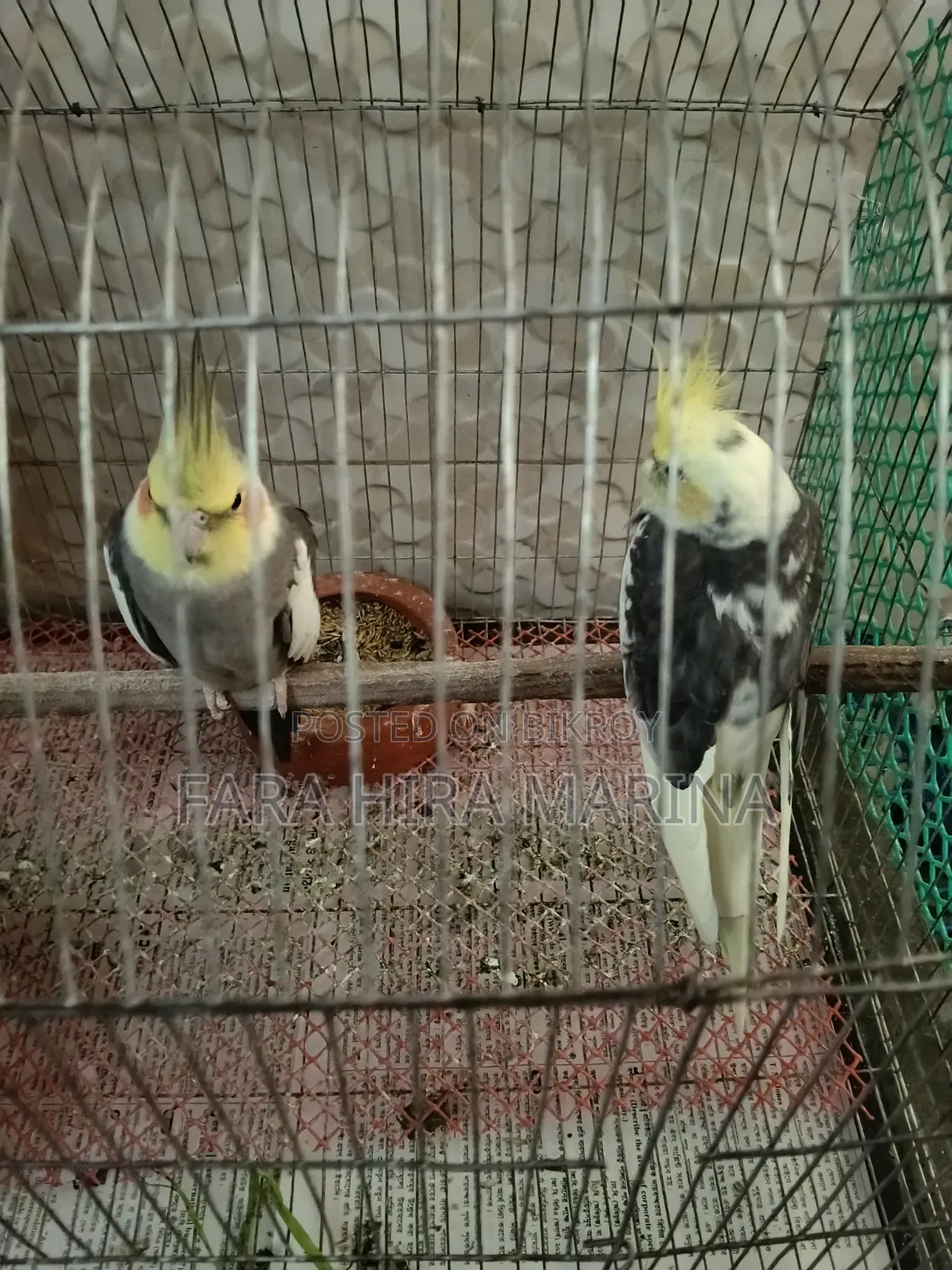 Cockatiel (Pair)