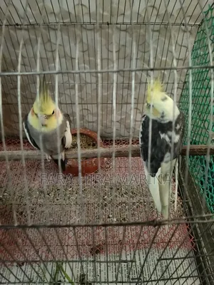 Cockatiel (Pair)