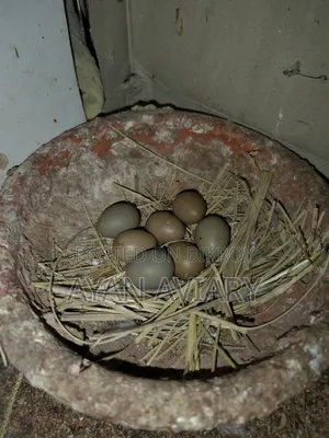 কিং কোয়ের বিজ ডিম বিক্রি হবে