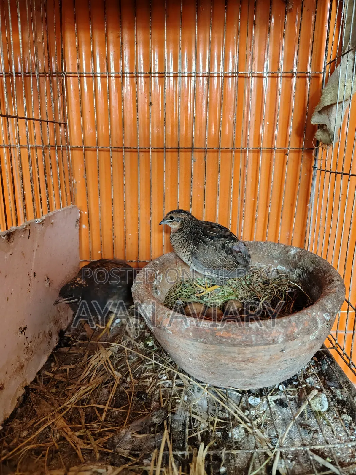 কিং কোয়ের বিজ ডিম বিক্রি হবে