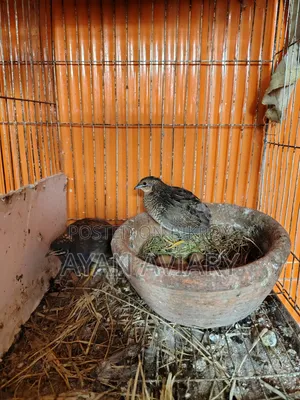 কিং কোয়ের বিজ ডিম বিক্রি হবে