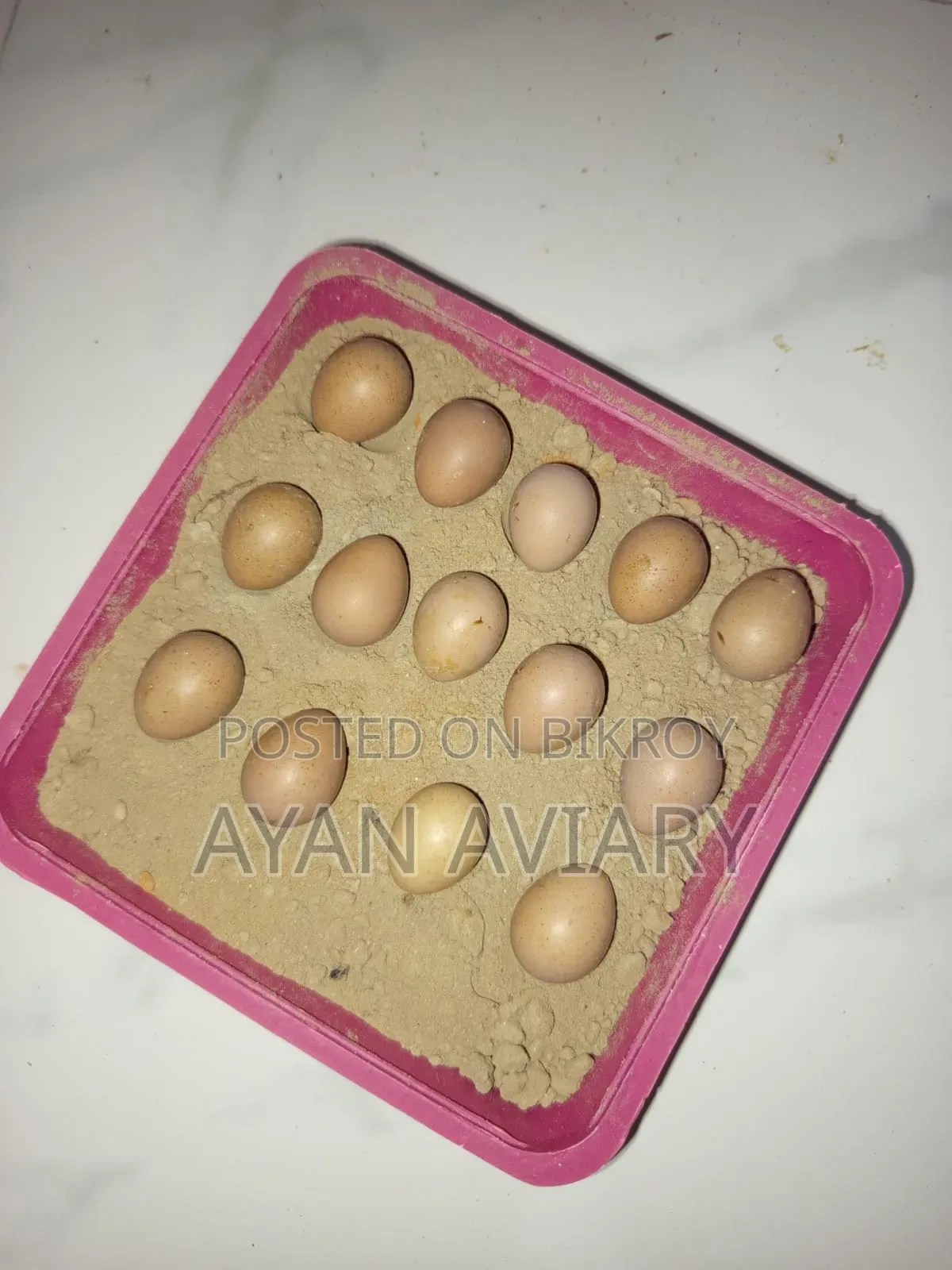 কিং কোয়ের বিজ ডিম বিক্রি হবে