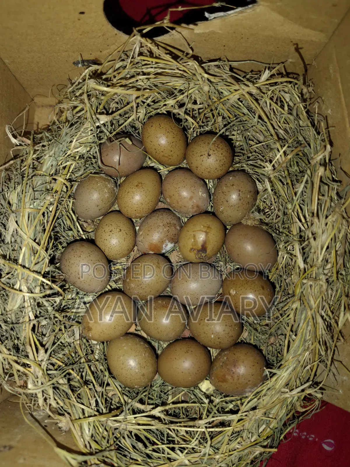 কিং কোয়ের বিজ ডিম বিক্রি হবে