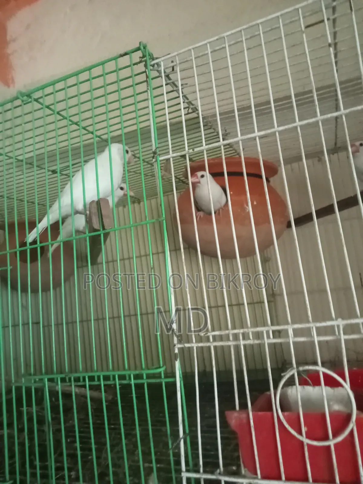 White Java Sparrow