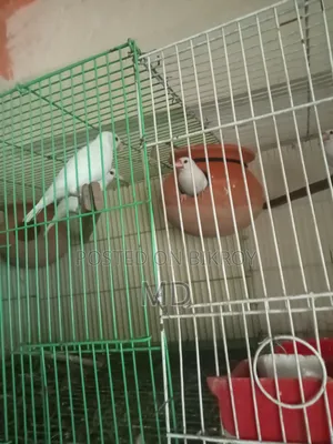 White Java Sparrow