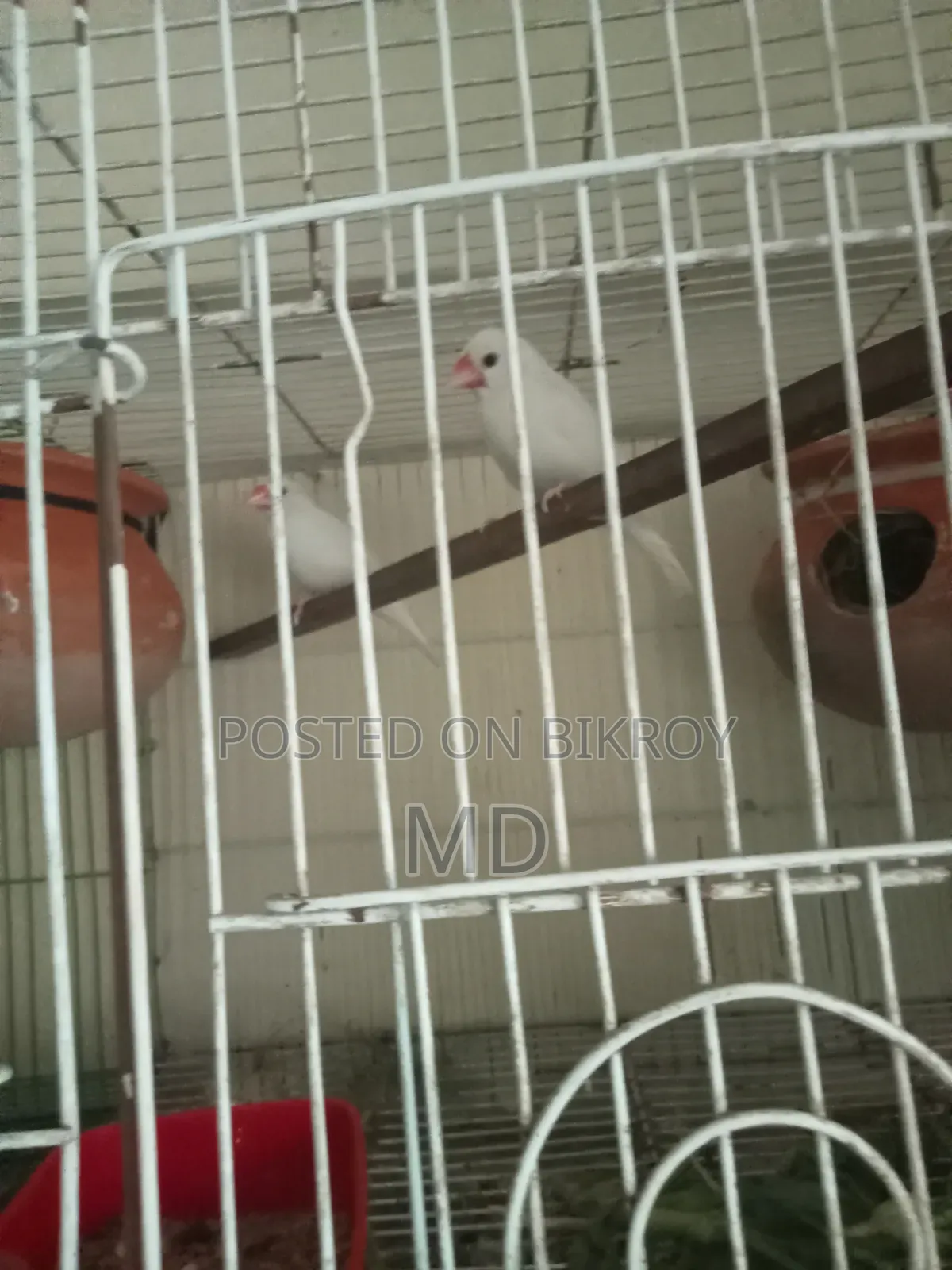 White Java Sparrow