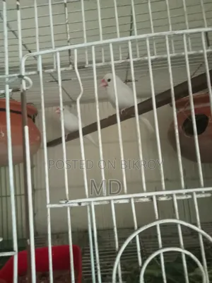 White Java Sparrow