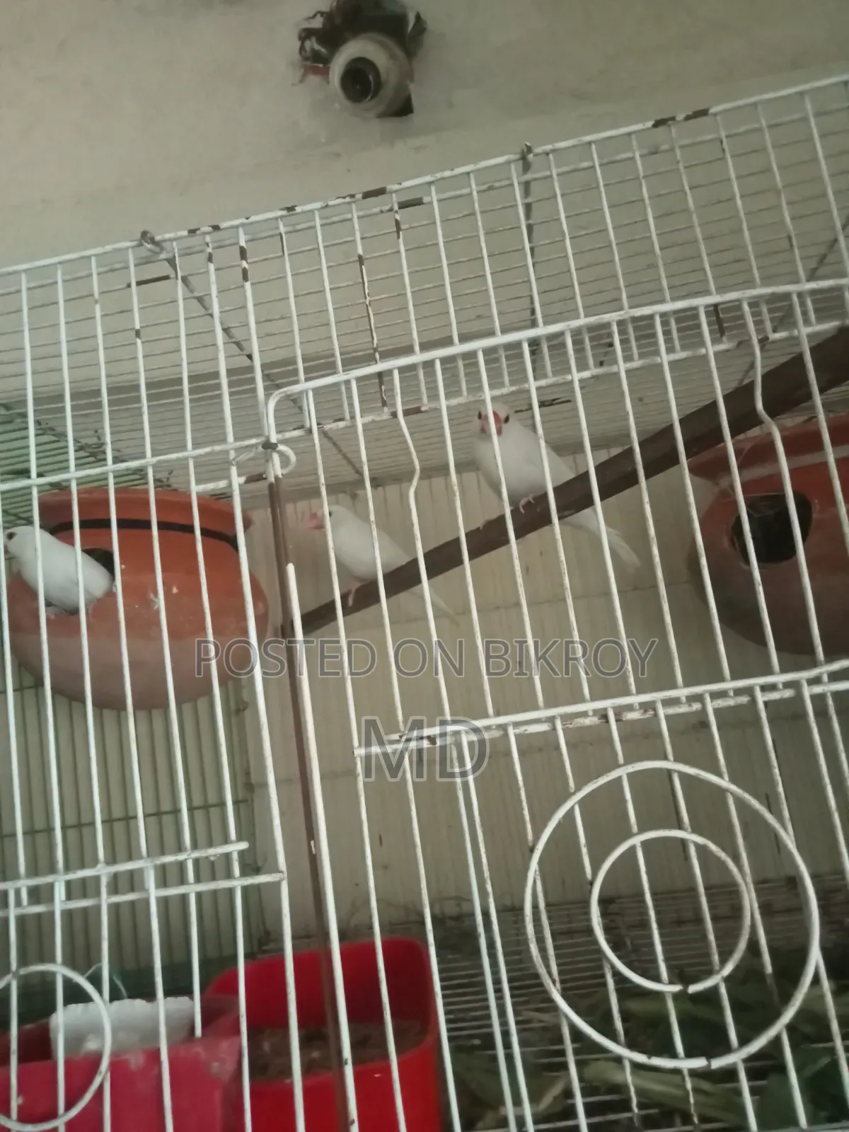 White Java Sparrow