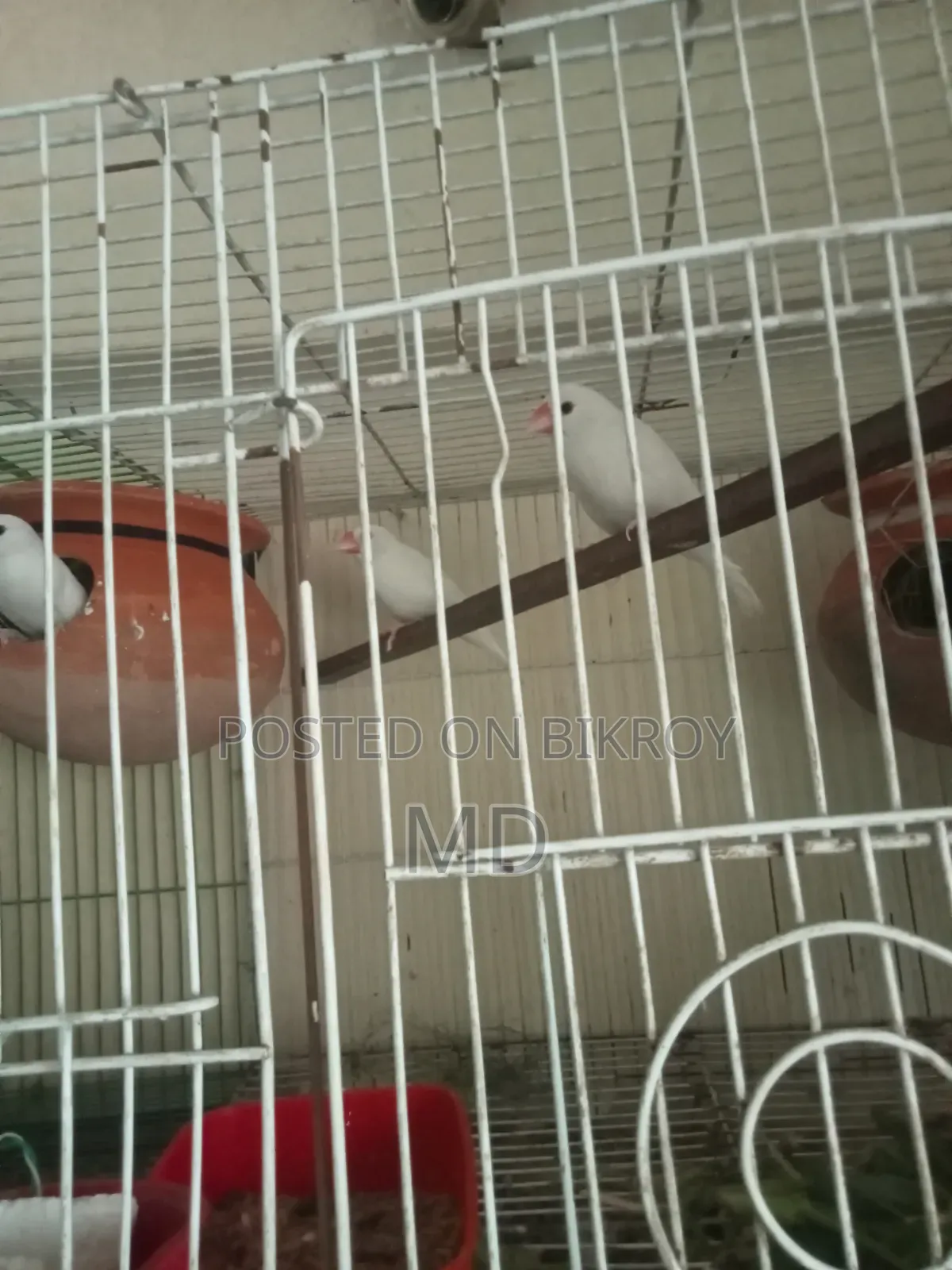 White Java Sparrow