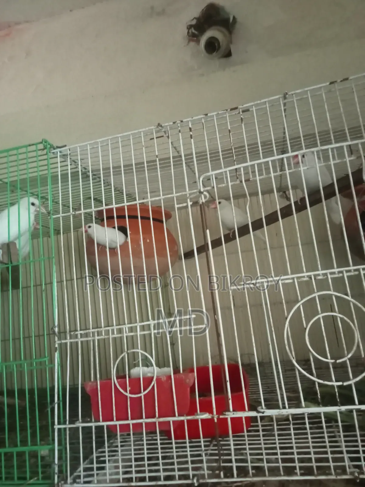 White Java Sparrow