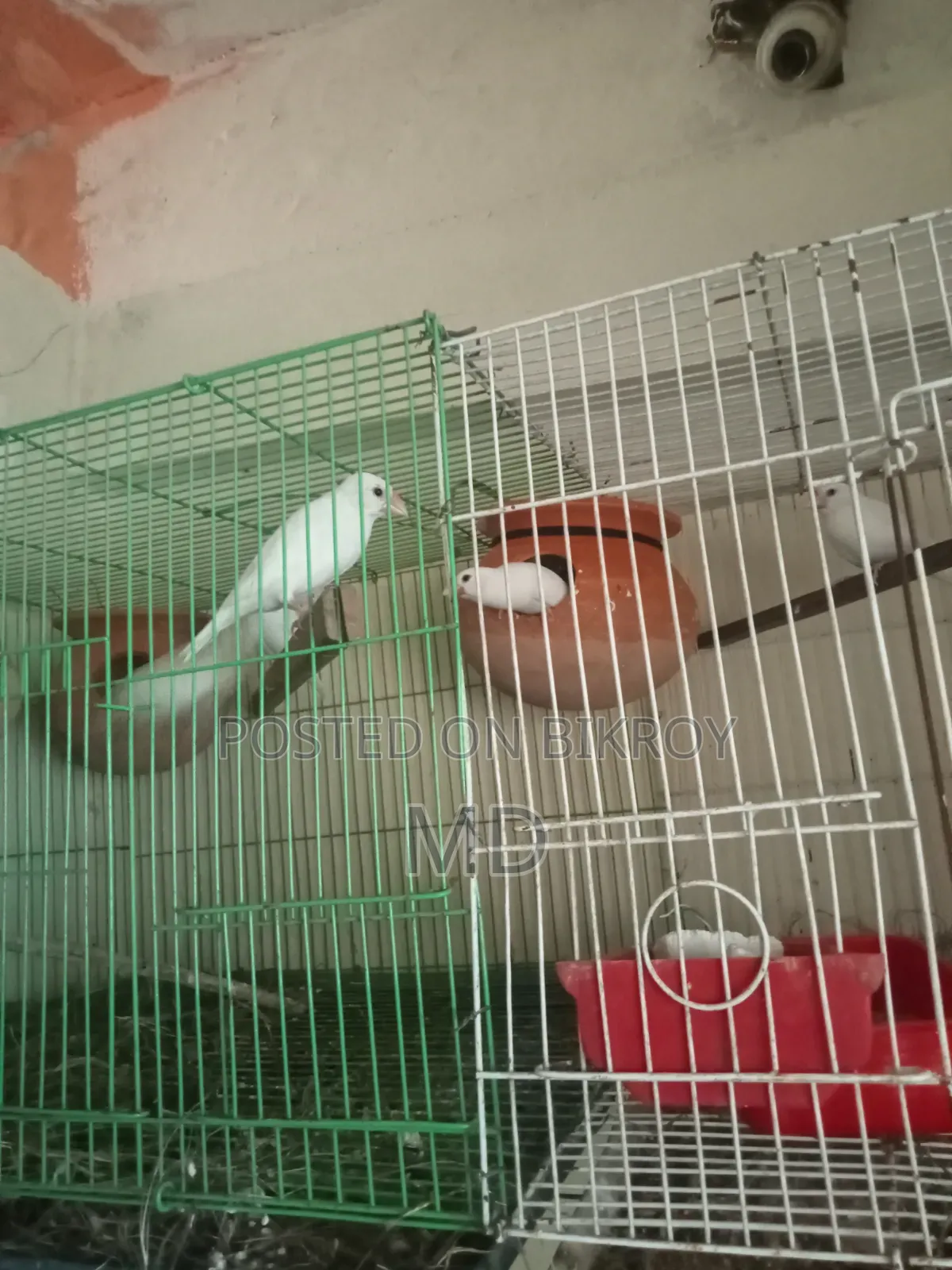 White Java Sparrow