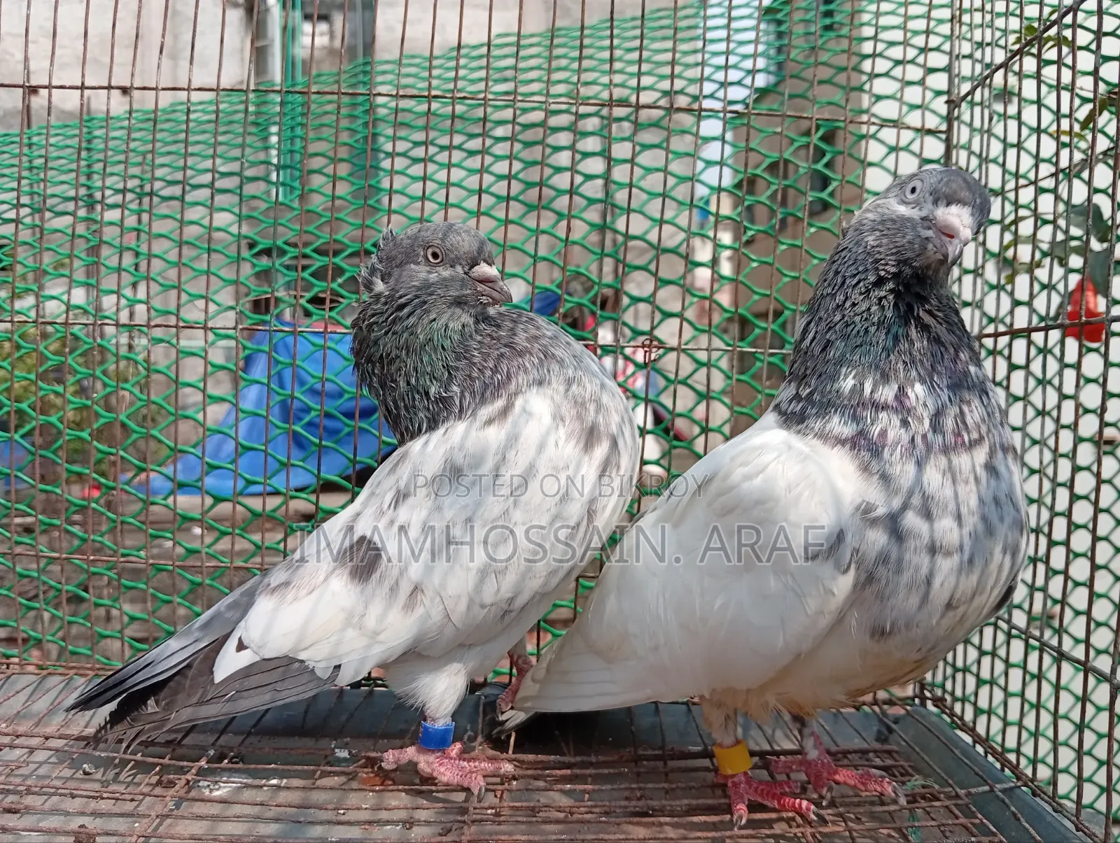 একটি জেড স্প্রিং গলা কসা নর ও একটি সবুজ গলা মাদি বিক্রি করা হবে