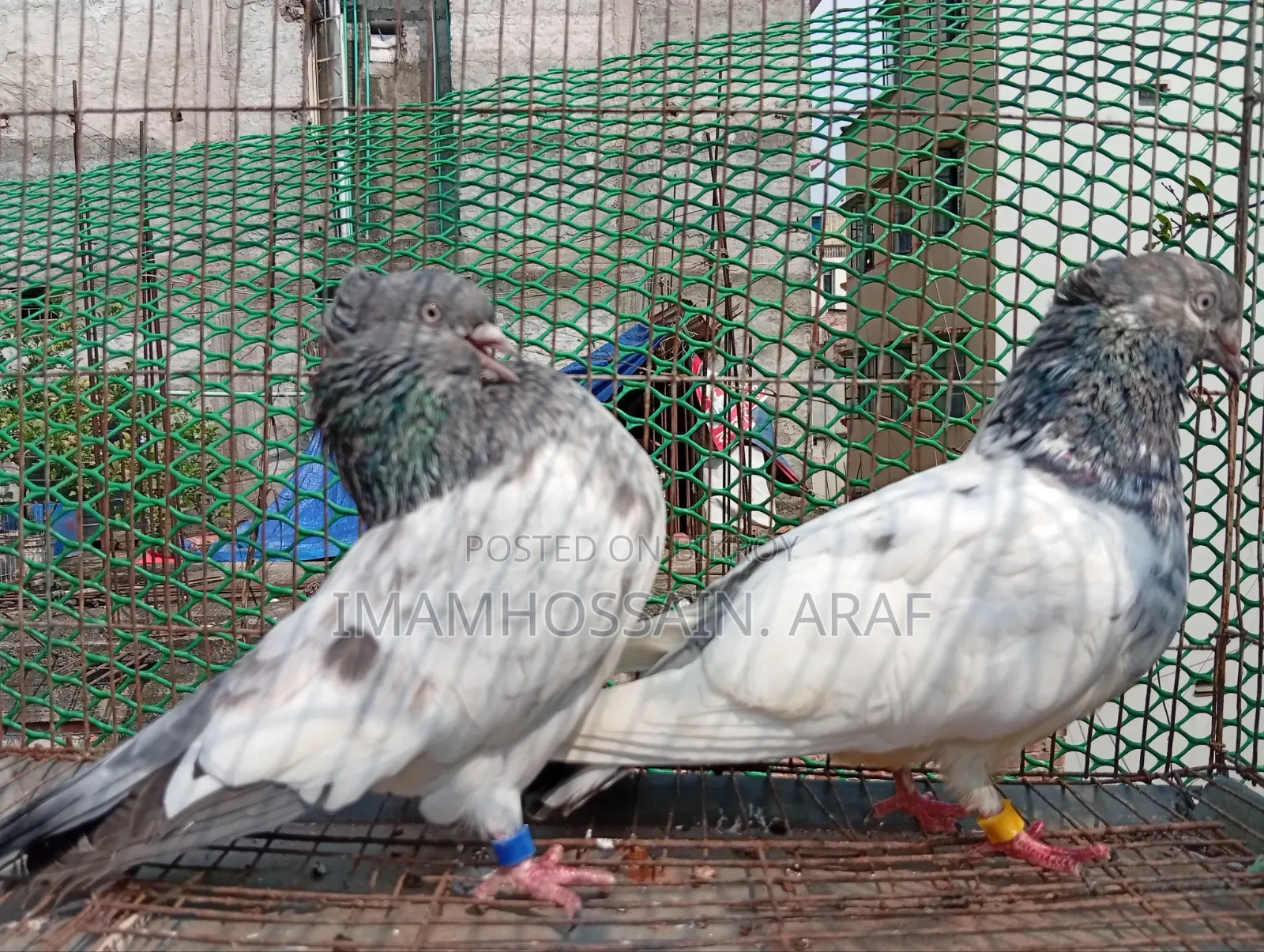 একটি জেড স্প্রিং গলা কসা নর ও একটি সবুজ গলা মাদি বিক্রি করা হবে
