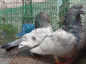 একটি জেড স্প্রিং গলা কসা নর ও একটি সবুজ গলা মাদি বিক্রি করা হবে