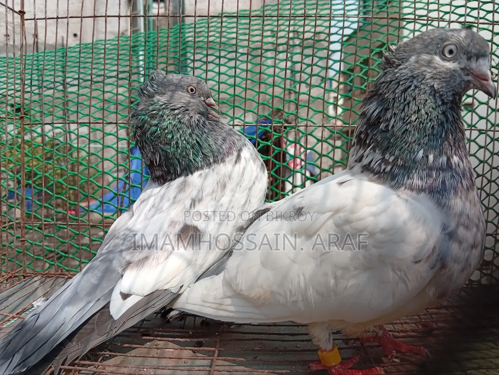 একটি জেড স্প্রিং গলা কসা নর ও একটি সবুজ গলা মাদি বিক্রি করা হবে