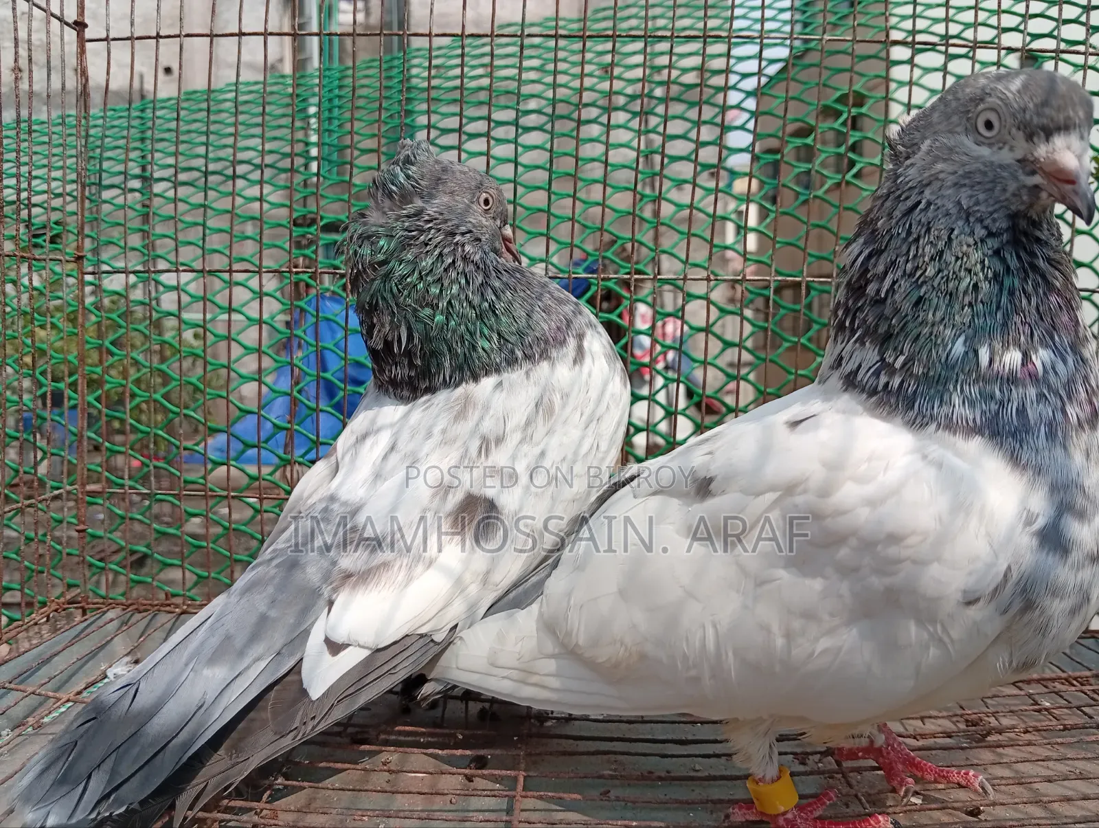 একটি জেড স্প্রিং গলা কসা নর ও একটি সবুজ গলা মাদি বিক্রি করা হবে