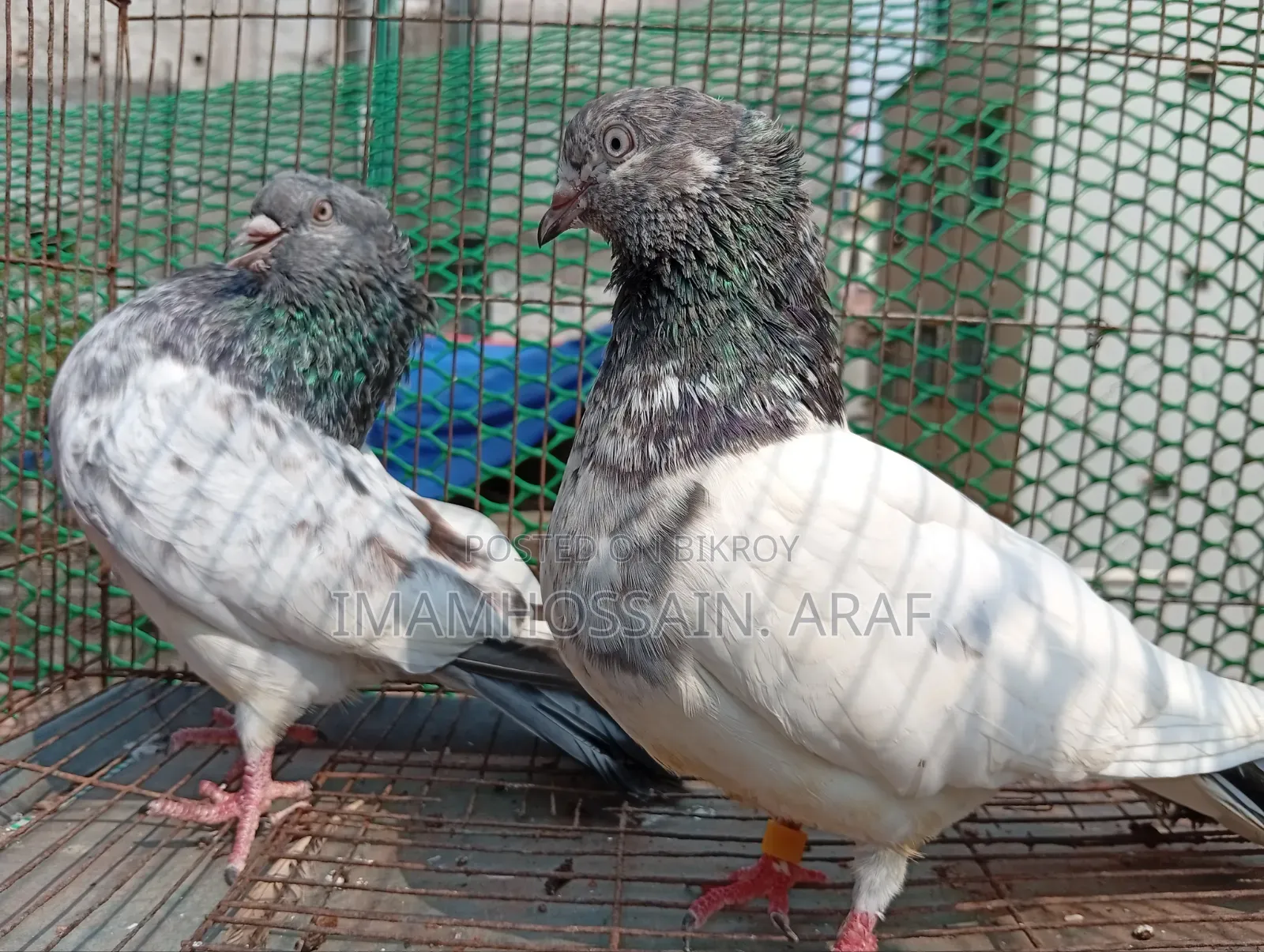 একটি জেড স্প্রিং গলা কসা নর ও একটি সবুজ গলা মাদি বিক্রি করা হবে