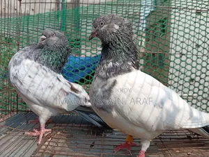 একটি জেড স্প্রিং গলা কসা নর ও একটি সবুজ গলা মাদি বিক্রি করা হবে