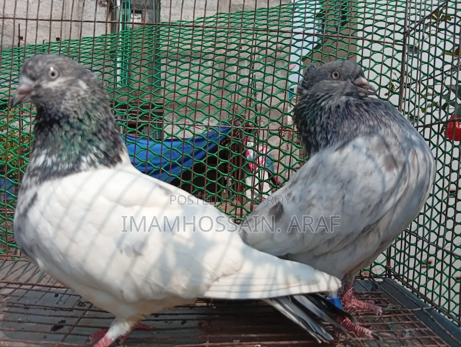 একটি জেড স্প্রিং গলা কসা নর ও একটি সবুজ গলা মাদি বিক্রি করা হবে