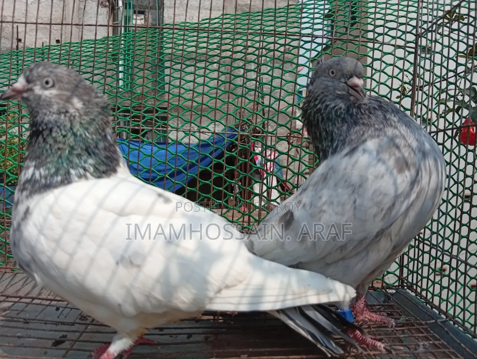 একটি জেড স্প্রিং গলা কসা নর ও একটি সবুজ গলা মাদি বিক্রি করা হবে