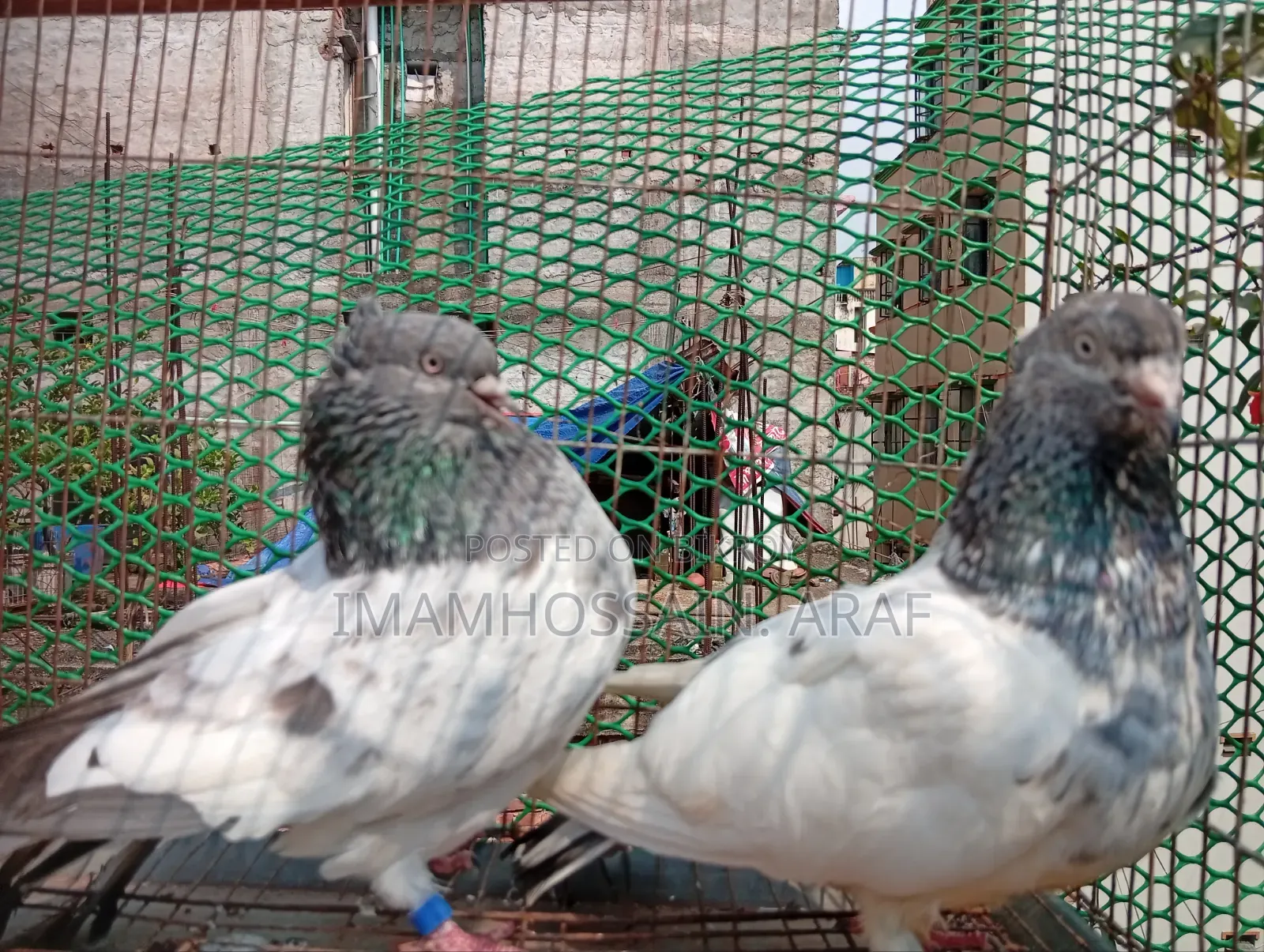 একটি জেড স্প্রিং গলা কসা নর ও একটি সবুজ গলা মাদি বিক্রি করা হবে