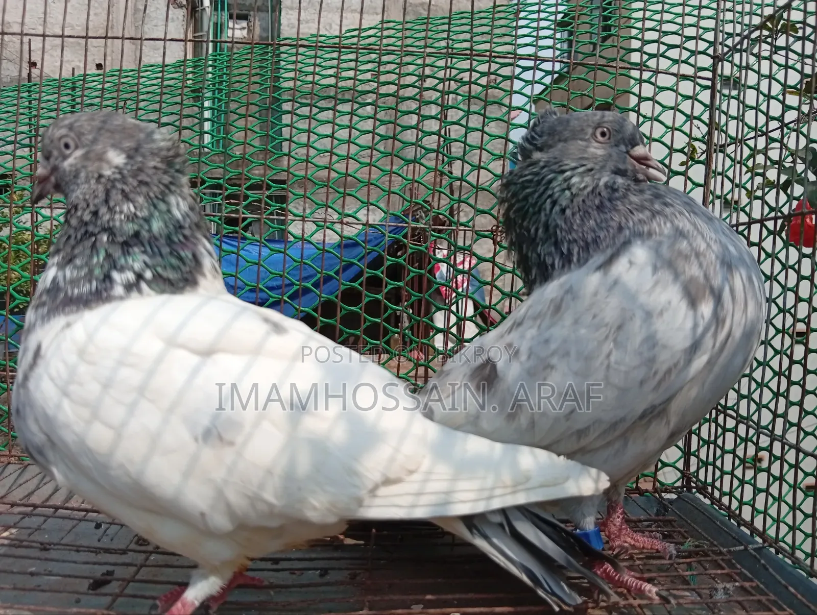 একটি জেড স্প্রিং গলা কসা নর ও একটি সবুজ গলা মাদি বিক্রি করা হবে