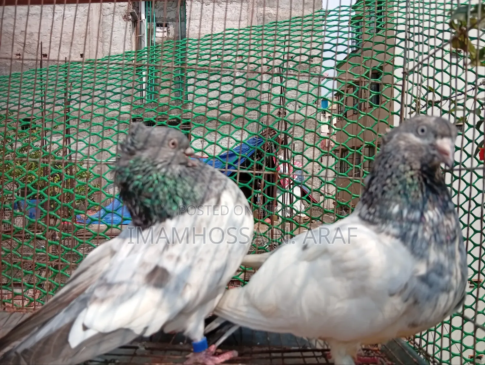 একটি জেড স্প্রিং গলা কসা নর ও একটি সবুজ গলা মাদি বিক্রি করা হবে