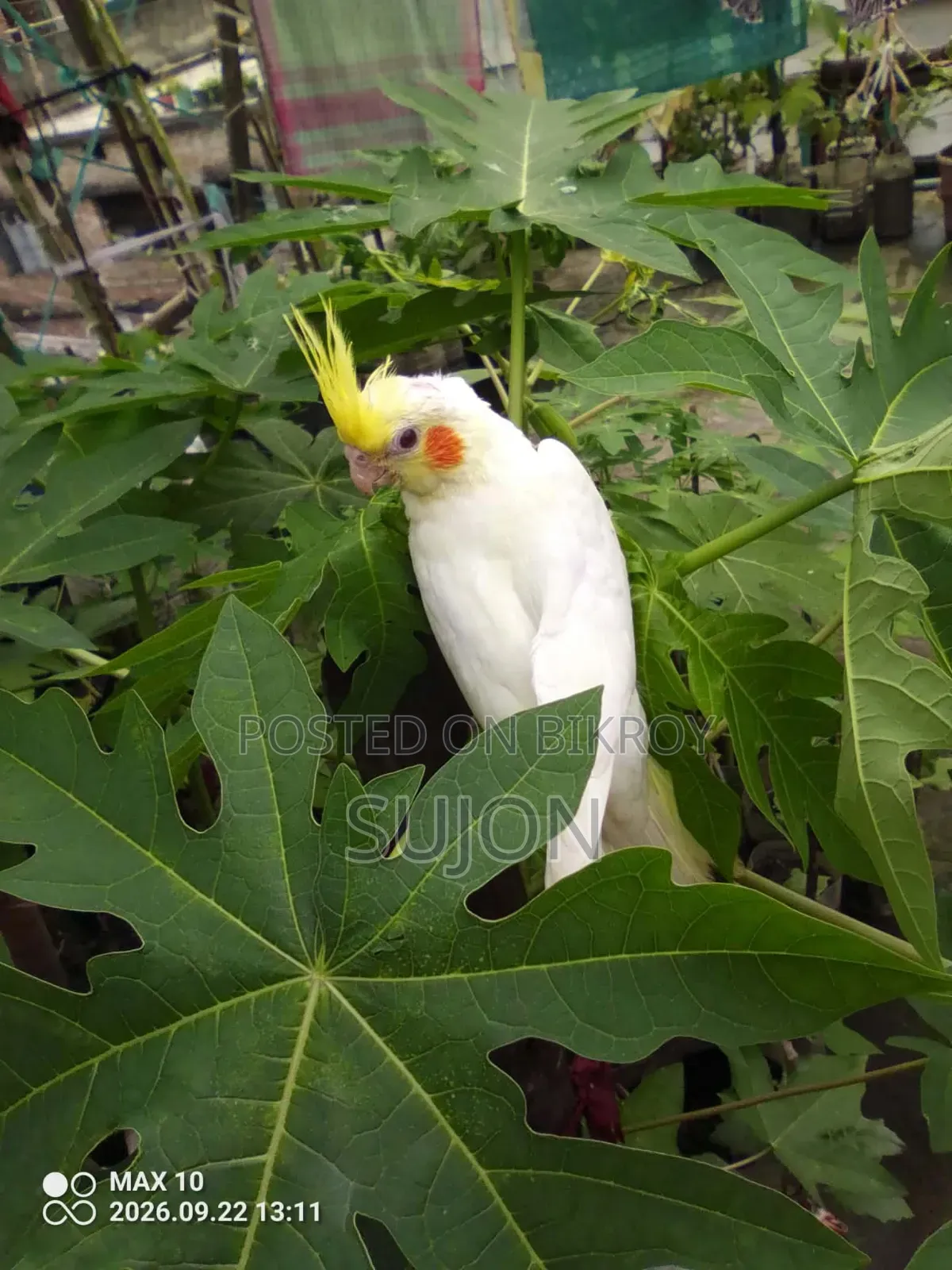 কোকাটেলের বেবি