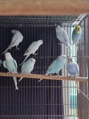 Budgie Baby