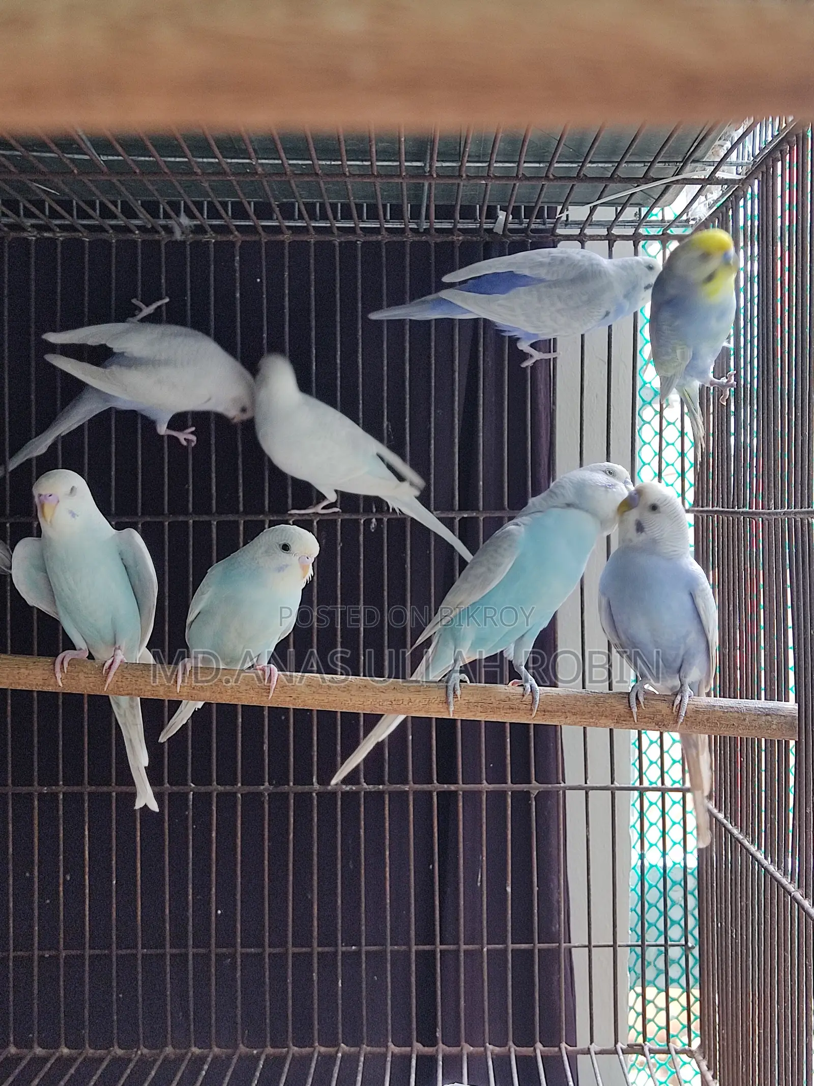 Budgie Baby