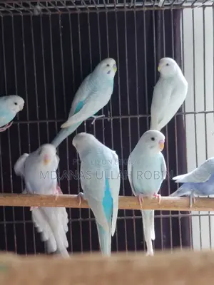 Budgie Baby