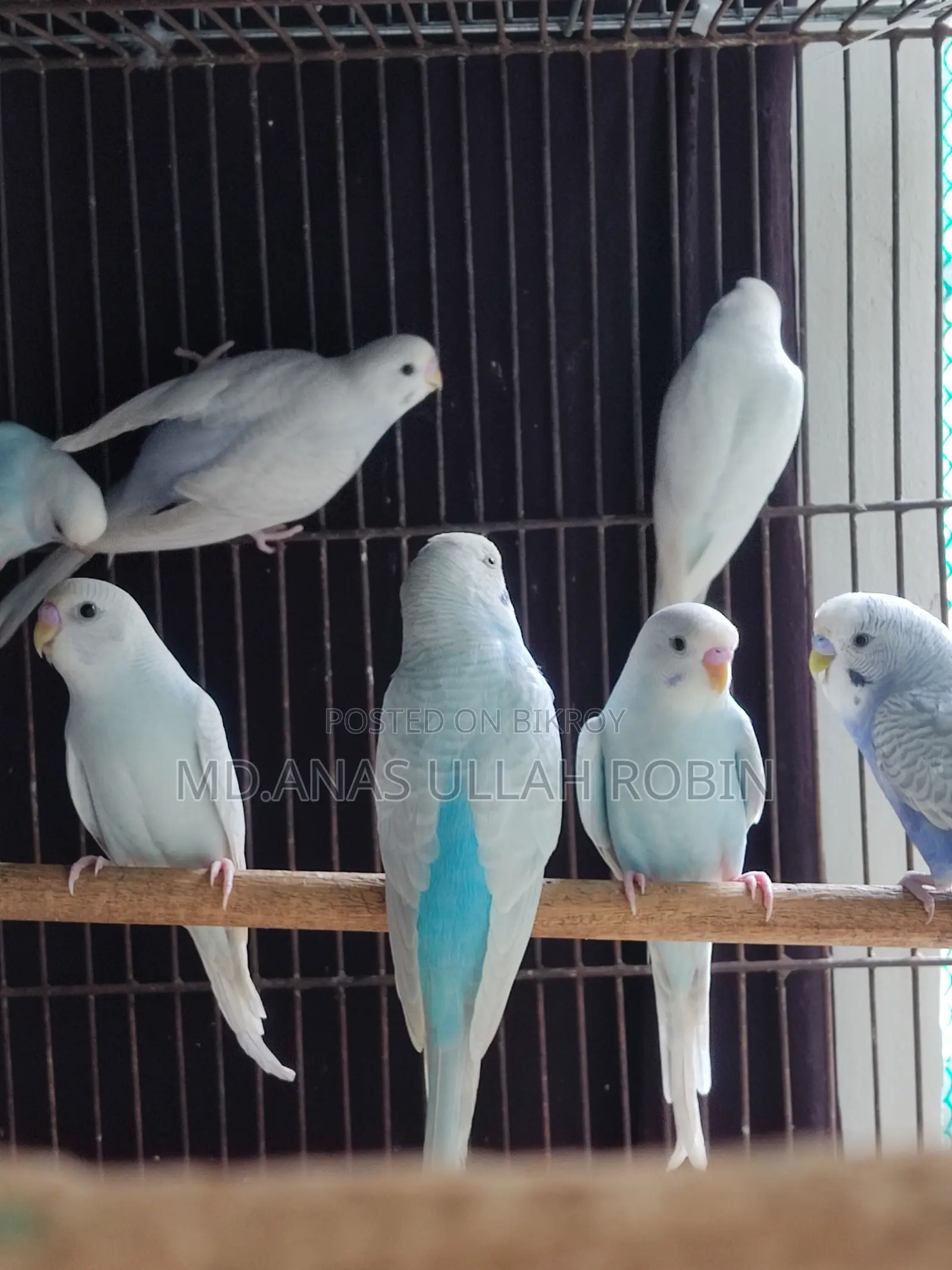 Budgie Baby